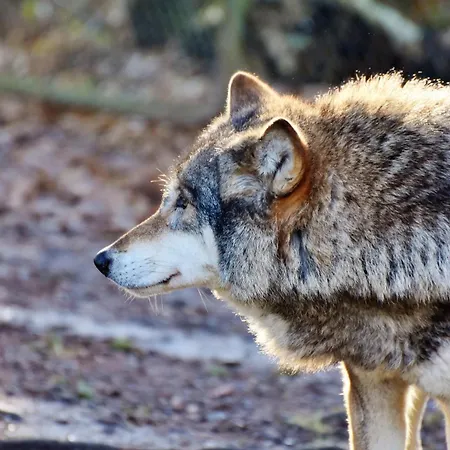 Sonnenblick 埃德湖